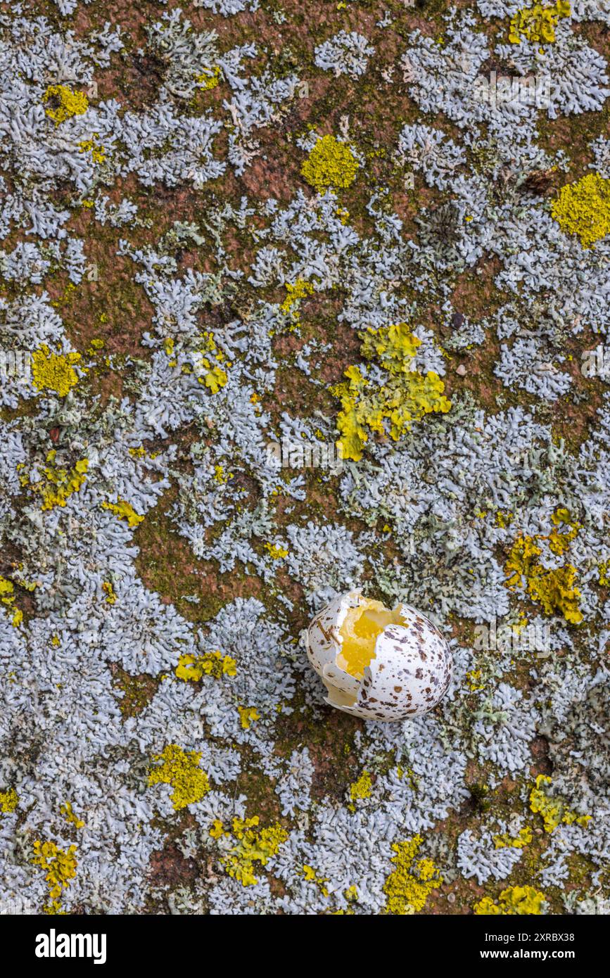 Paving stone with lichen, still life from nature, broken bird's egg on the ground Stock Photo