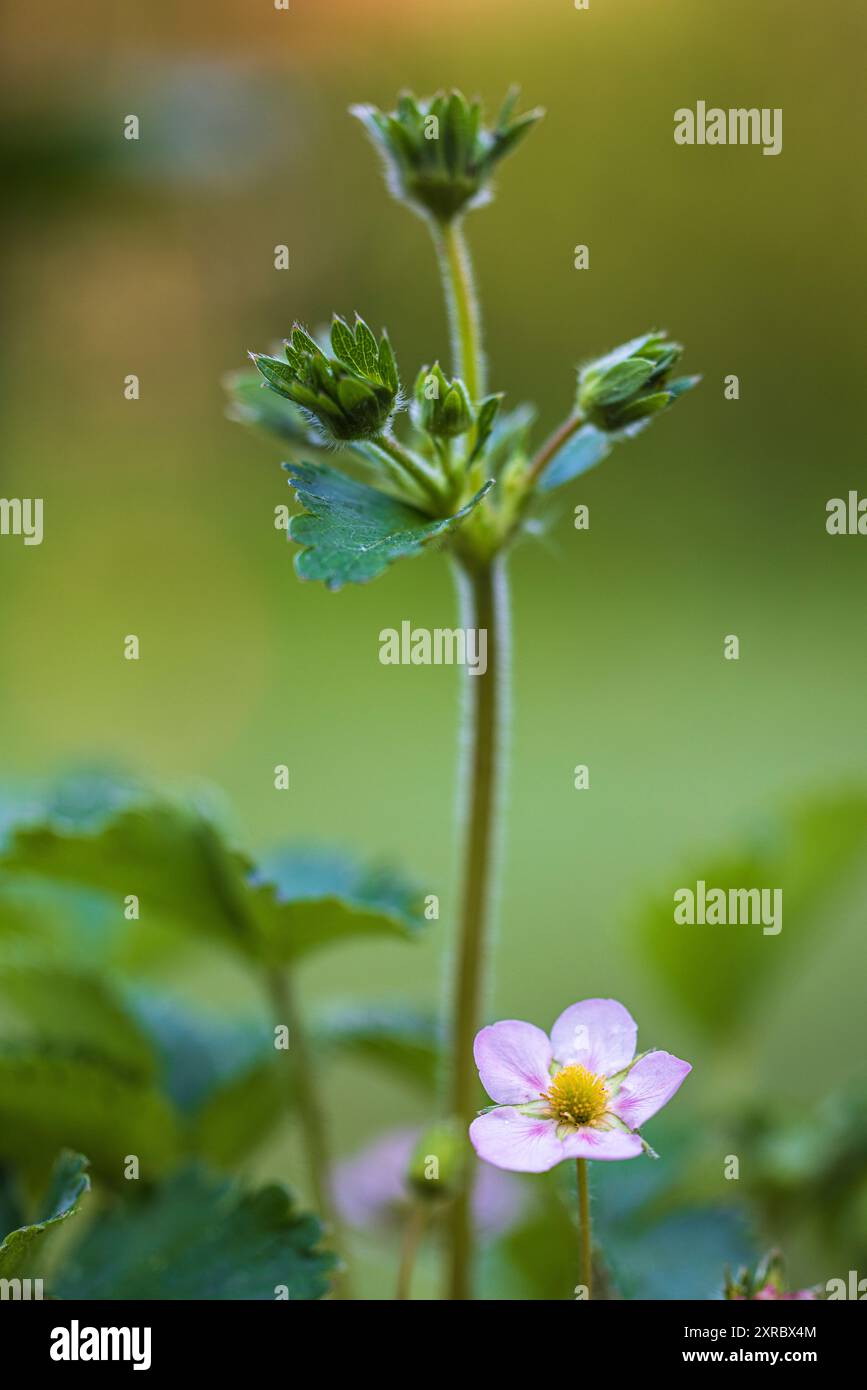 Pink strawberry blossom, garden strawberry, Fragaria ananassa Stock ...