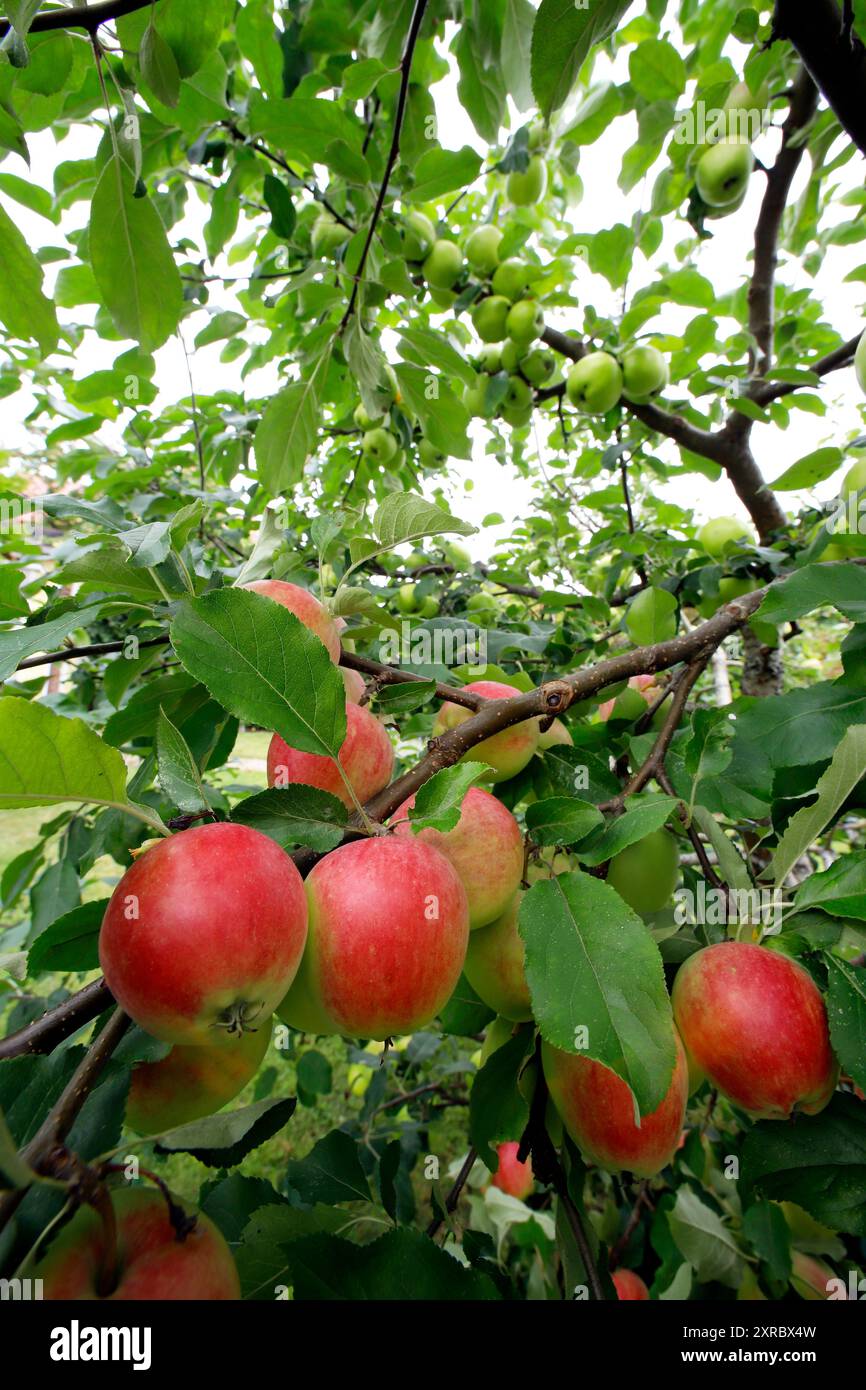Red apples on tree branches in August Stock Photo