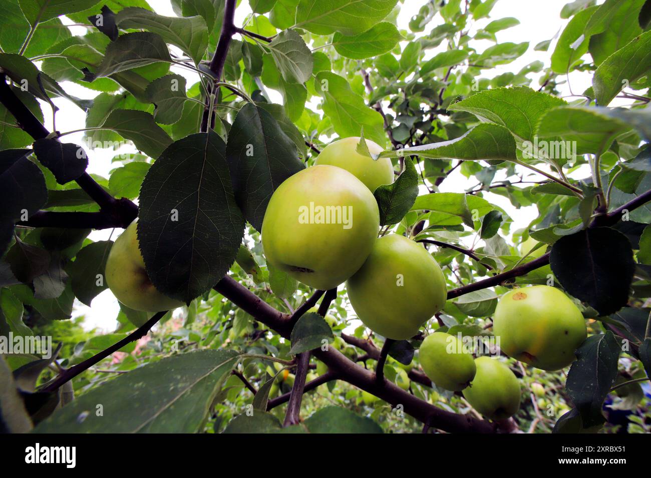 green apples on an apple tree Stock Photo