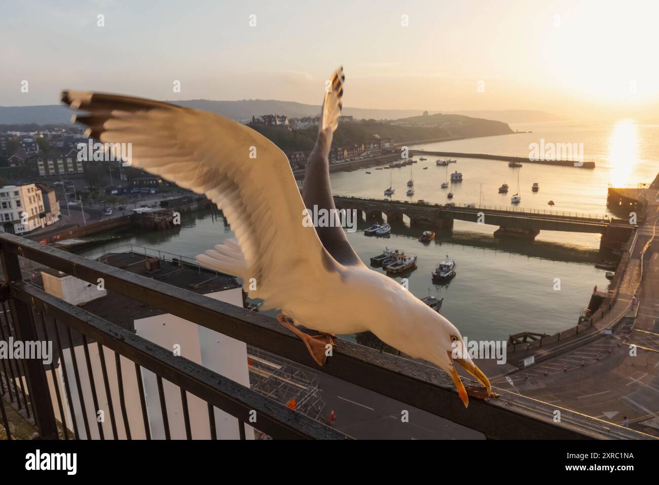 England, Kent, Folkestone, Seagull and Folkestone Harbour Stock Photo