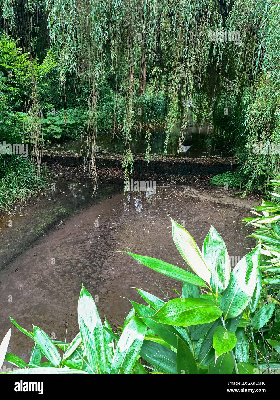 Bledlow, Princes Risborough, UK. 8th August, 2024. The Lyde Gardens in Bledlow, Princes Risborough, Buckinghamshire. The private gardens are open to the public and are part of the Carington Estate. The pretty sunken secret gardens used to be watercress beds and are now planted with ferns and many plants. Credit: Maureen McLean/Alamy Stock Photo