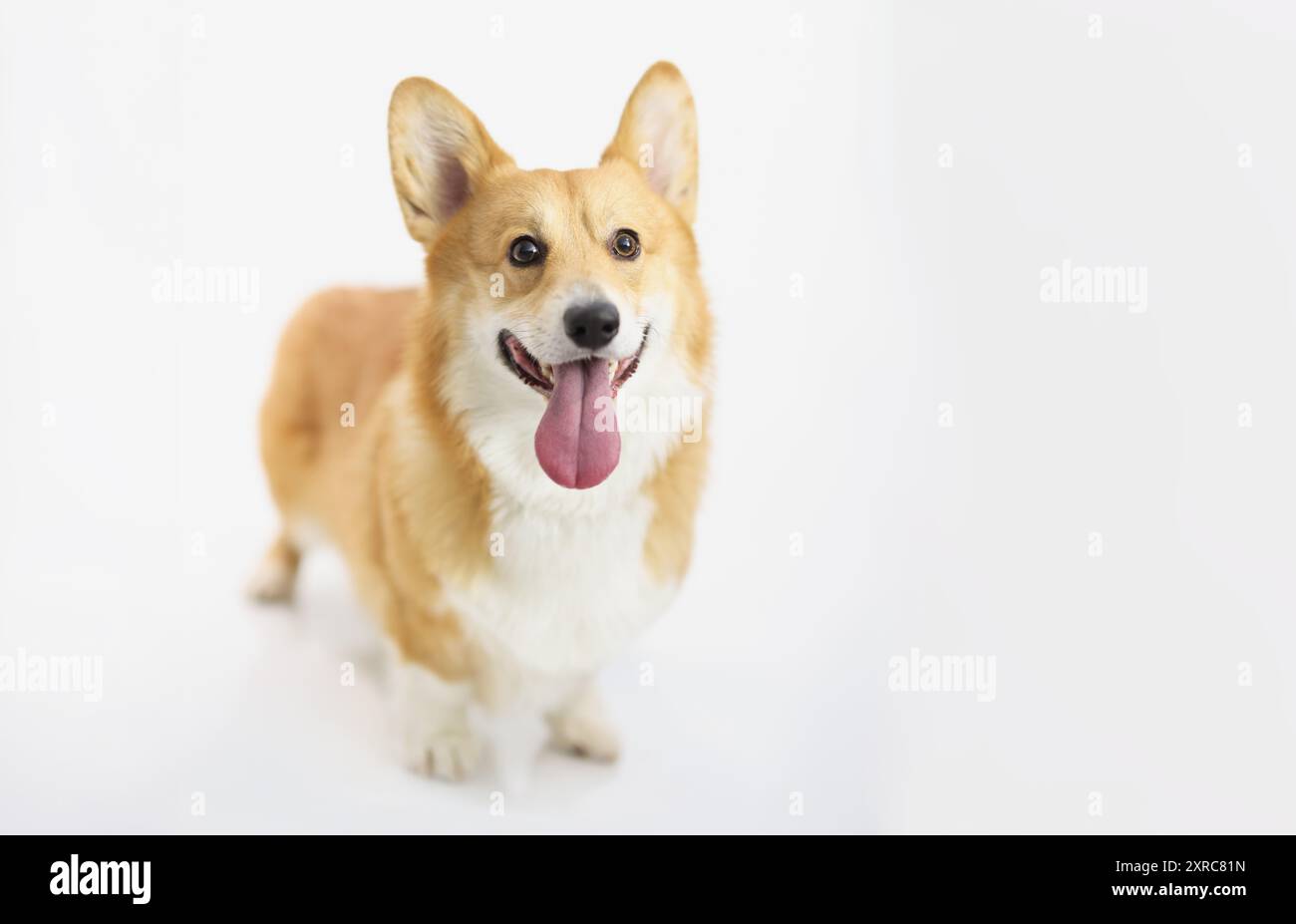 Close up cute yellow corgi hi-res stock photography and images - Alamy