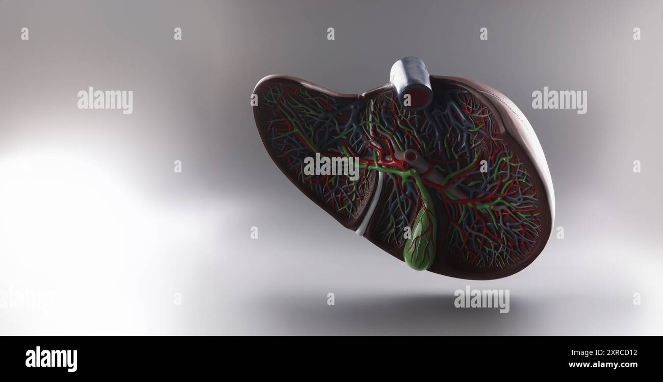 Plastic model of the liver in a section on a gray background Stock ...