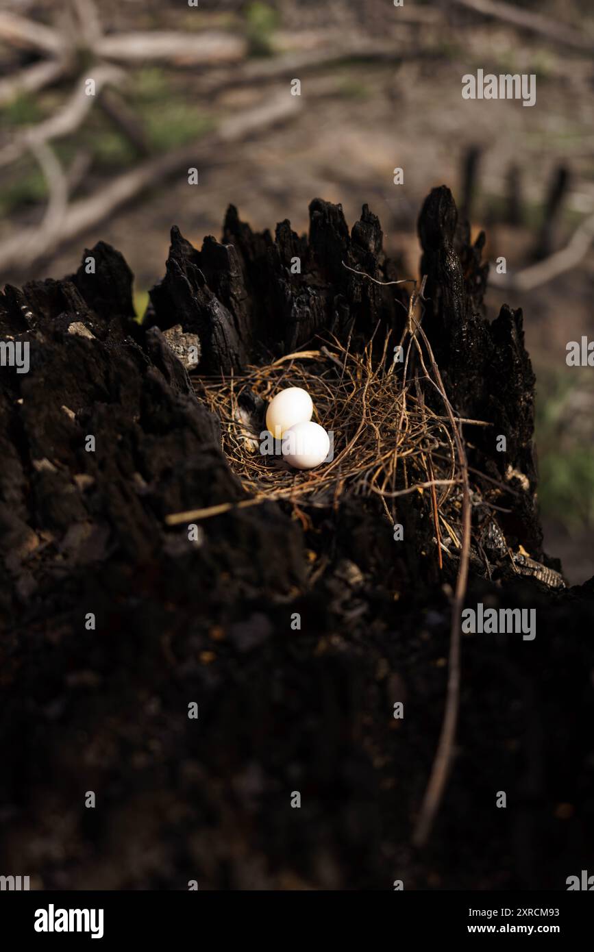 bird’s nest with two eggs in a burned tree Stock Photo - Alamy