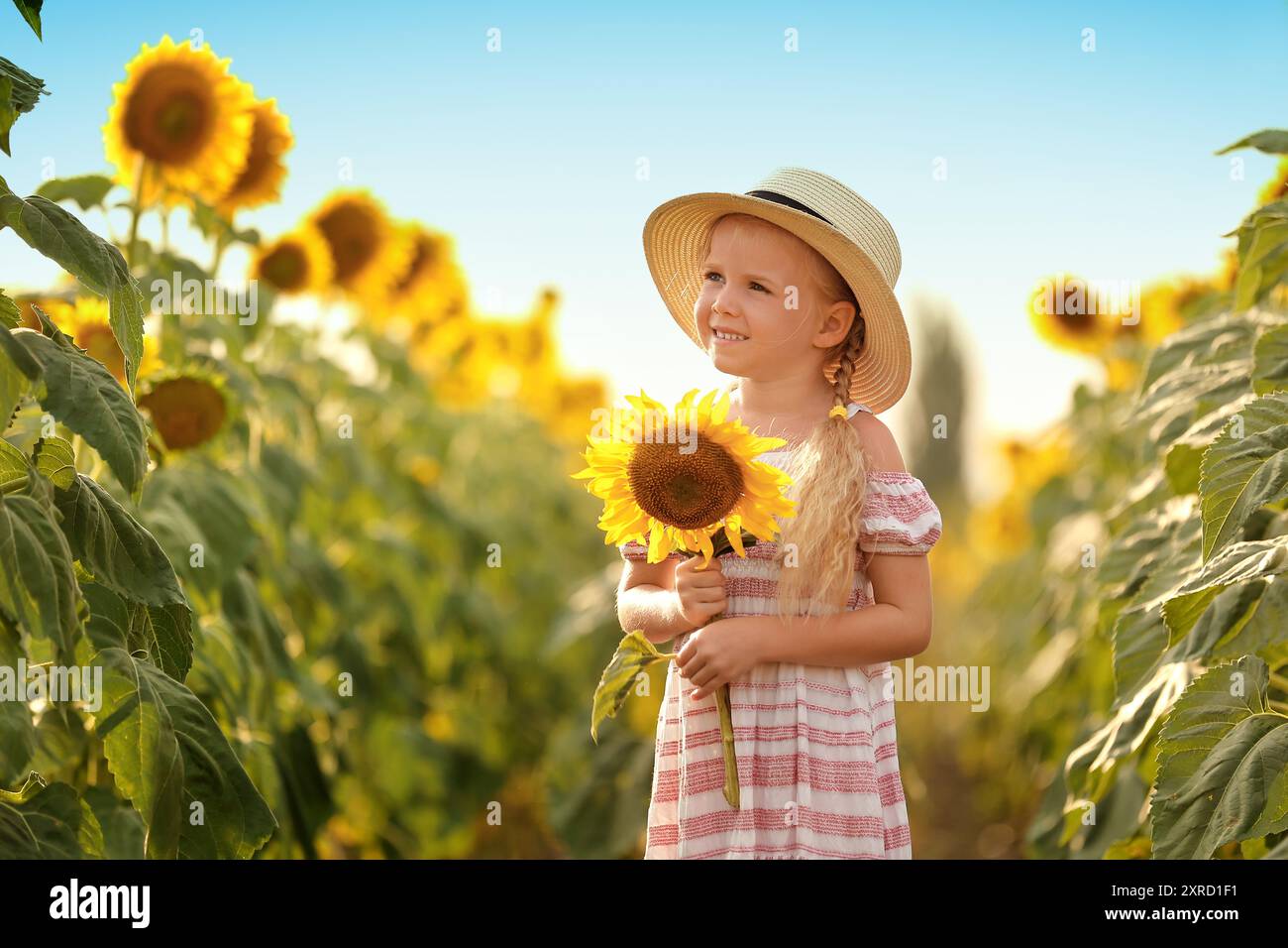 Cute little girl with sunflower in field Stock Photo - Alamy