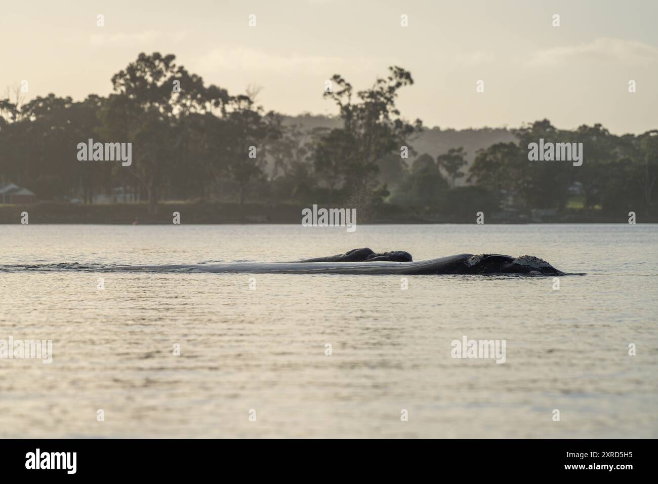 Southern right whale breach hi-res stock photography and images - Alamy