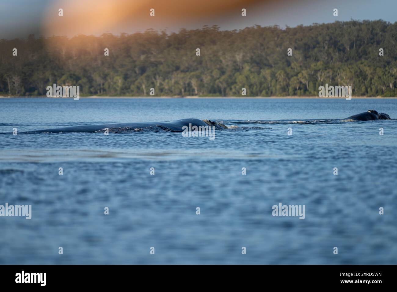 Southern right whale baby calf hi-res stock photography and images - Alamy