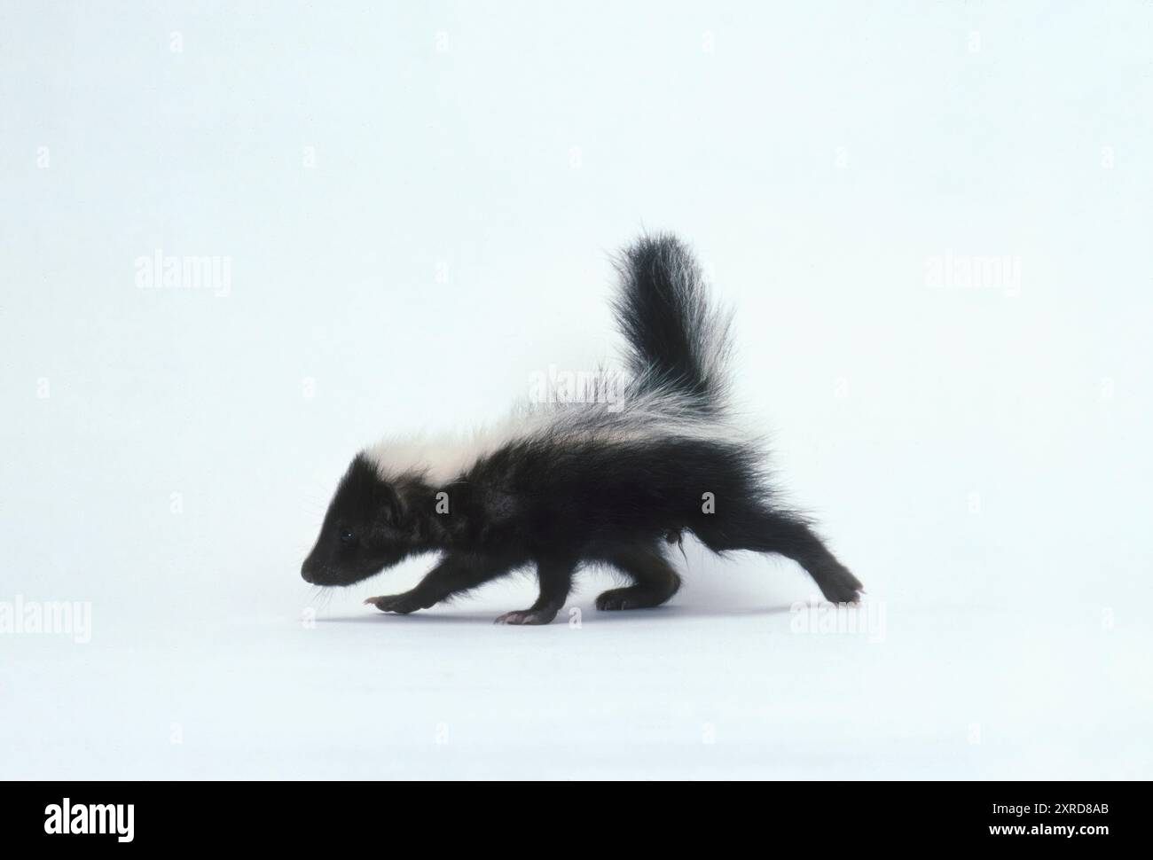 Baby skunk walking on white background Stock Photo