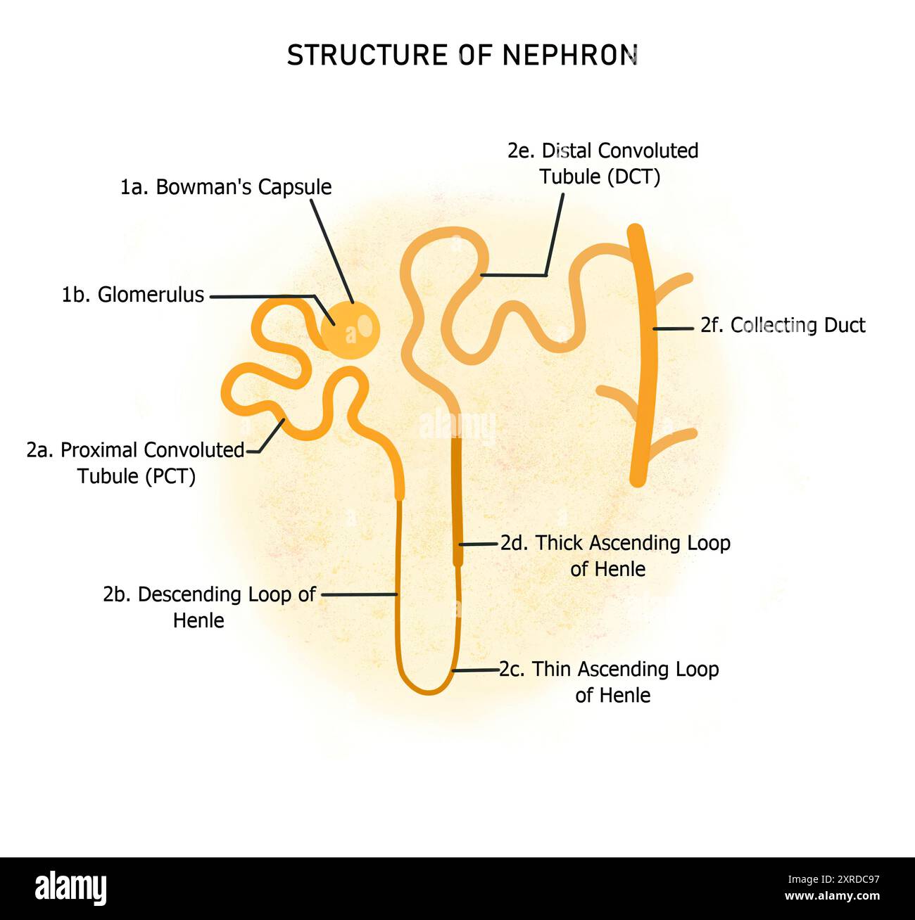 Structure of a nephron, illustration Stock Photo - Alamy