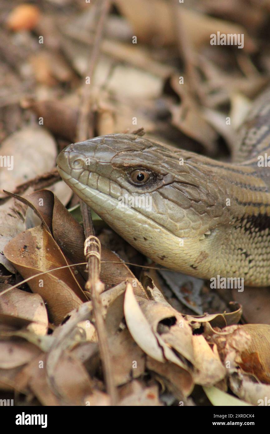 Blue tongue lizard profile head shot Stock Photo - Alamy
