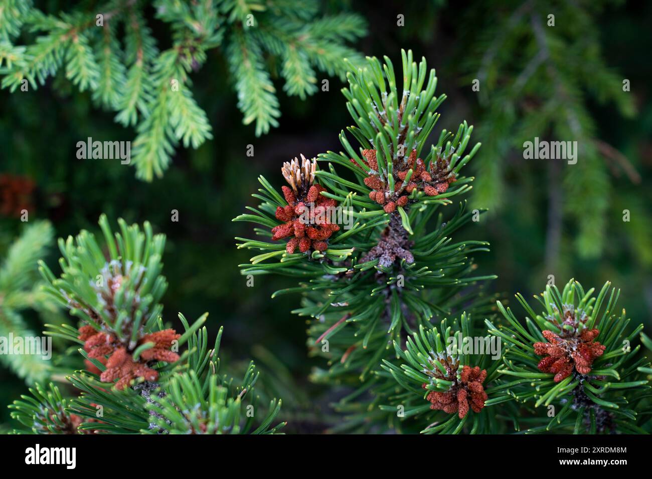 Light green young branches hi-res stock photography and images - Alamy
