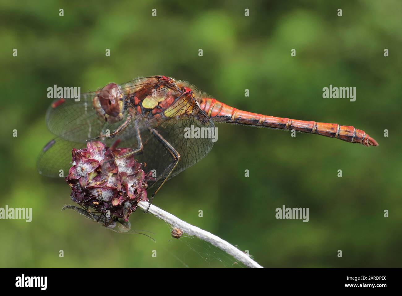 Common Darter - Sympetrum striolatum - male Stock Photo