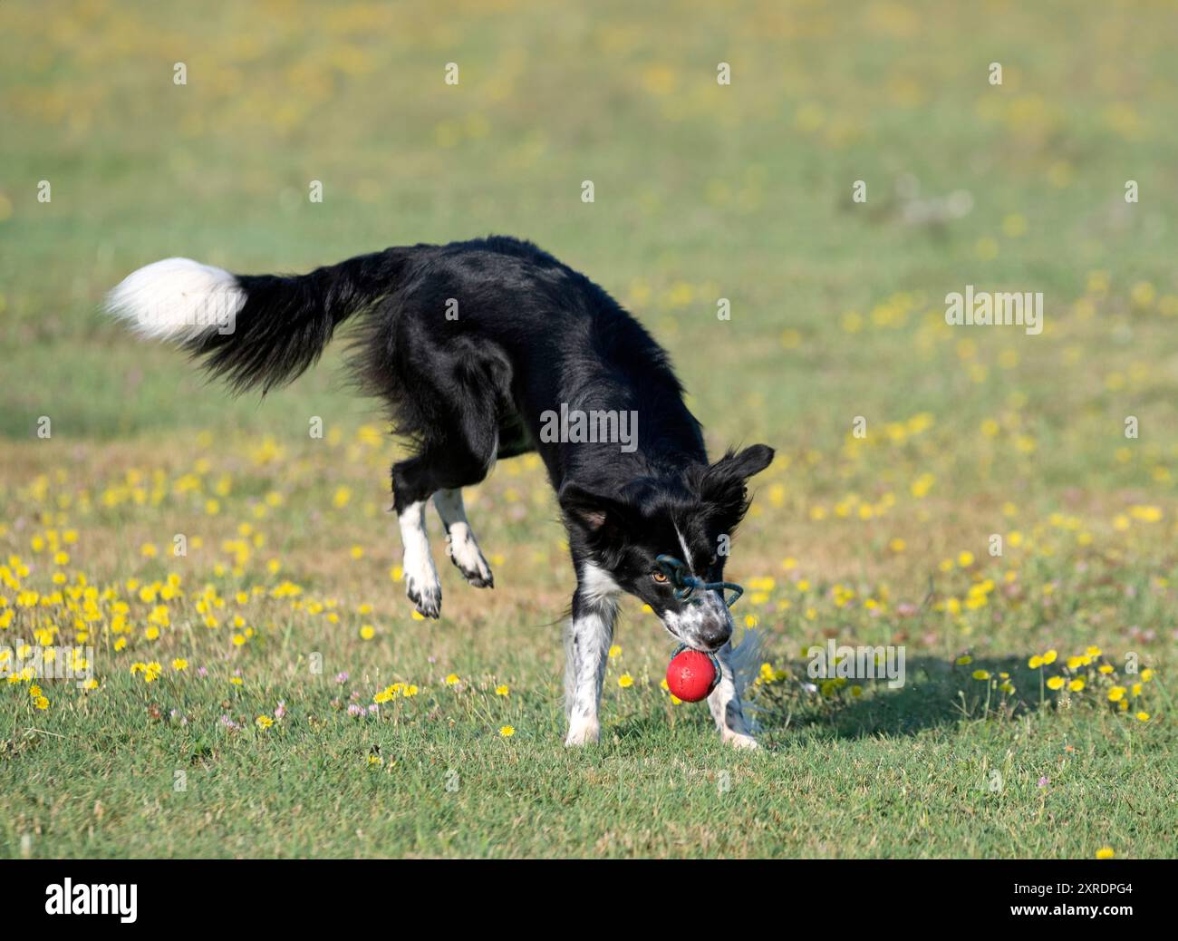 dog training for obedience discipline with a border collie Stock Photo