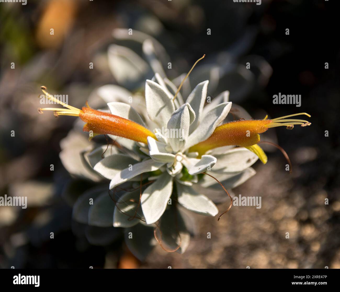 Orange-yellow flowers and grey-green leaves of eremophila glabra, Kalbarri carpet, in Queensland garden, Australia. Native of Western Australia. Stock Photo