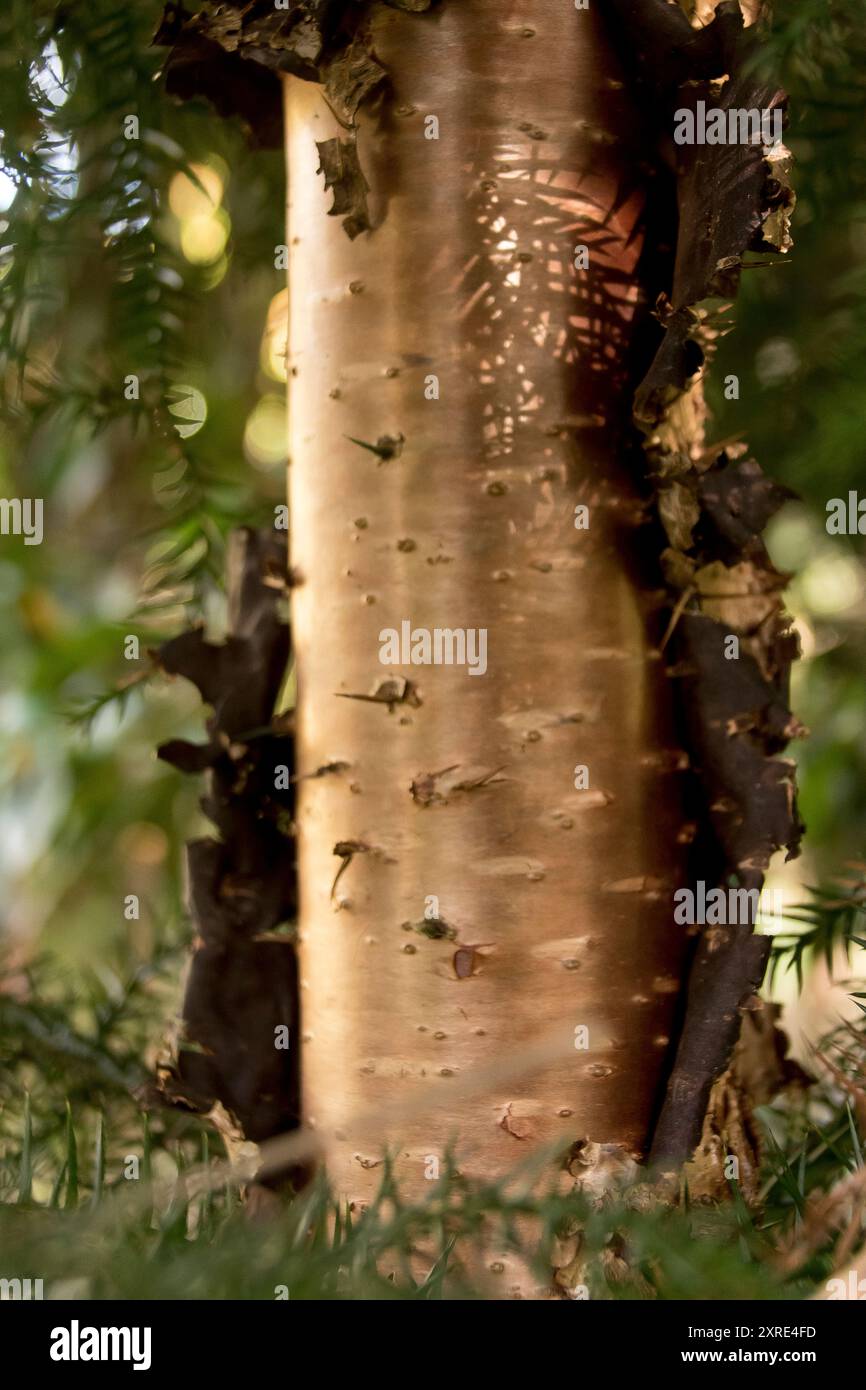 Shiny metallic-looking tree trunk of Australian native hoop pine tree, Araucaria cunninghamii, as bark splits and peels. Important for timber. Stock Photo