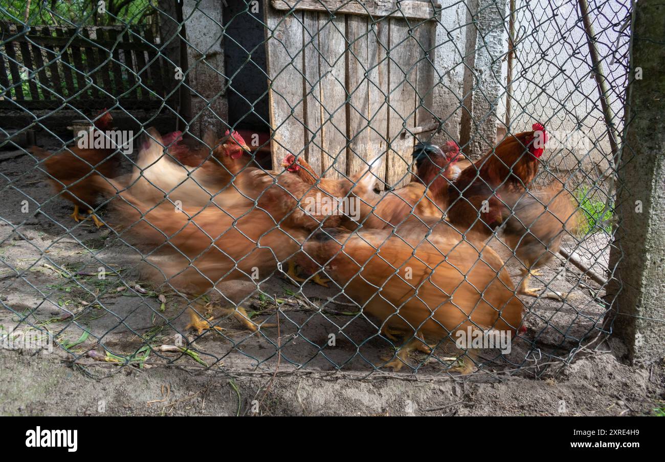 Chicken moves in rush inside chicken pen, motion blur Stock Photo - Alamy