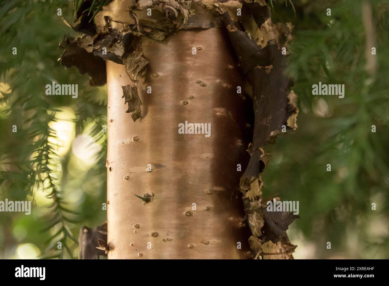 Shiny metallic-looking tree trunk of Australian native hoop pine tree, Araucaria cunninghamii, as bark splits and peels. Important for timber. Stock Photo