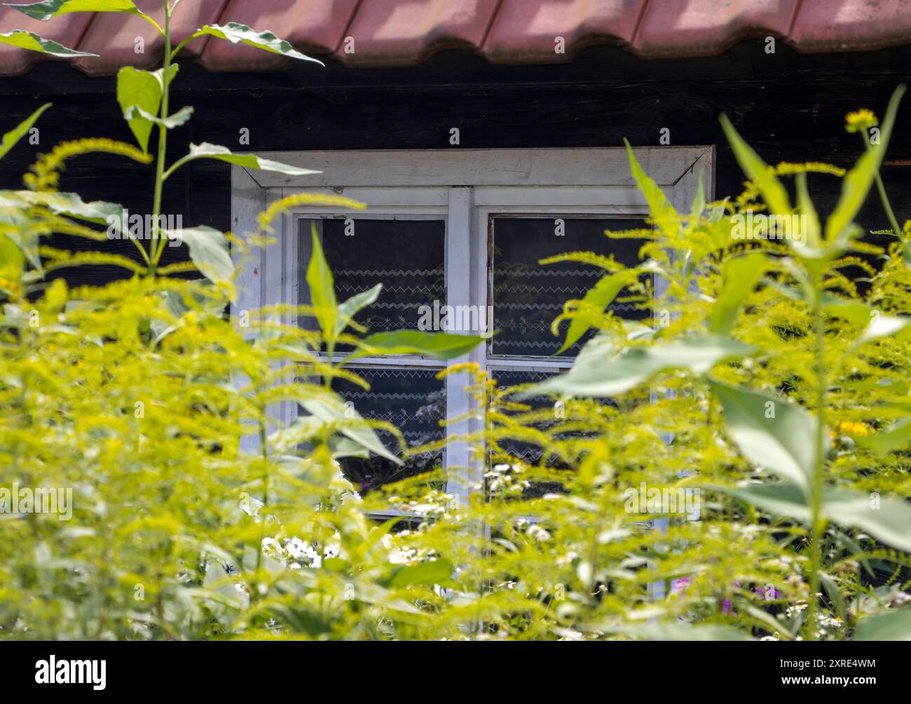 Overgrown grass plants in hi-res stock photography and images - Alamy