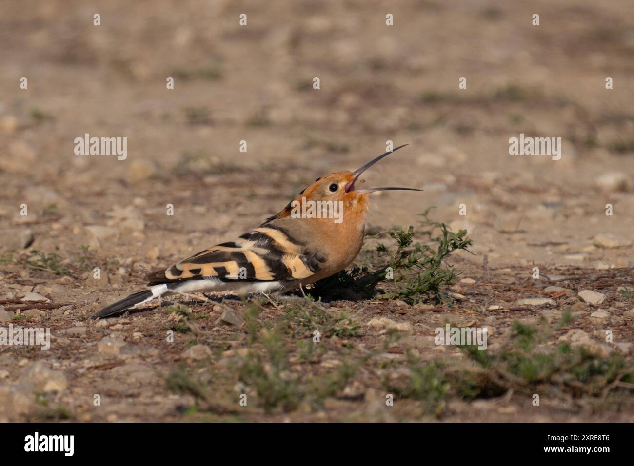 Eurasian hoopoe (Upupa epops) Stock Photo