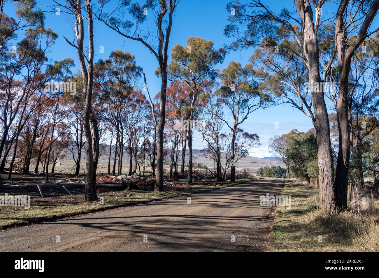 Tasmania Bush Reeds A woodland of burnt Tasmania blue gum trees caused by a bush fire, with ...