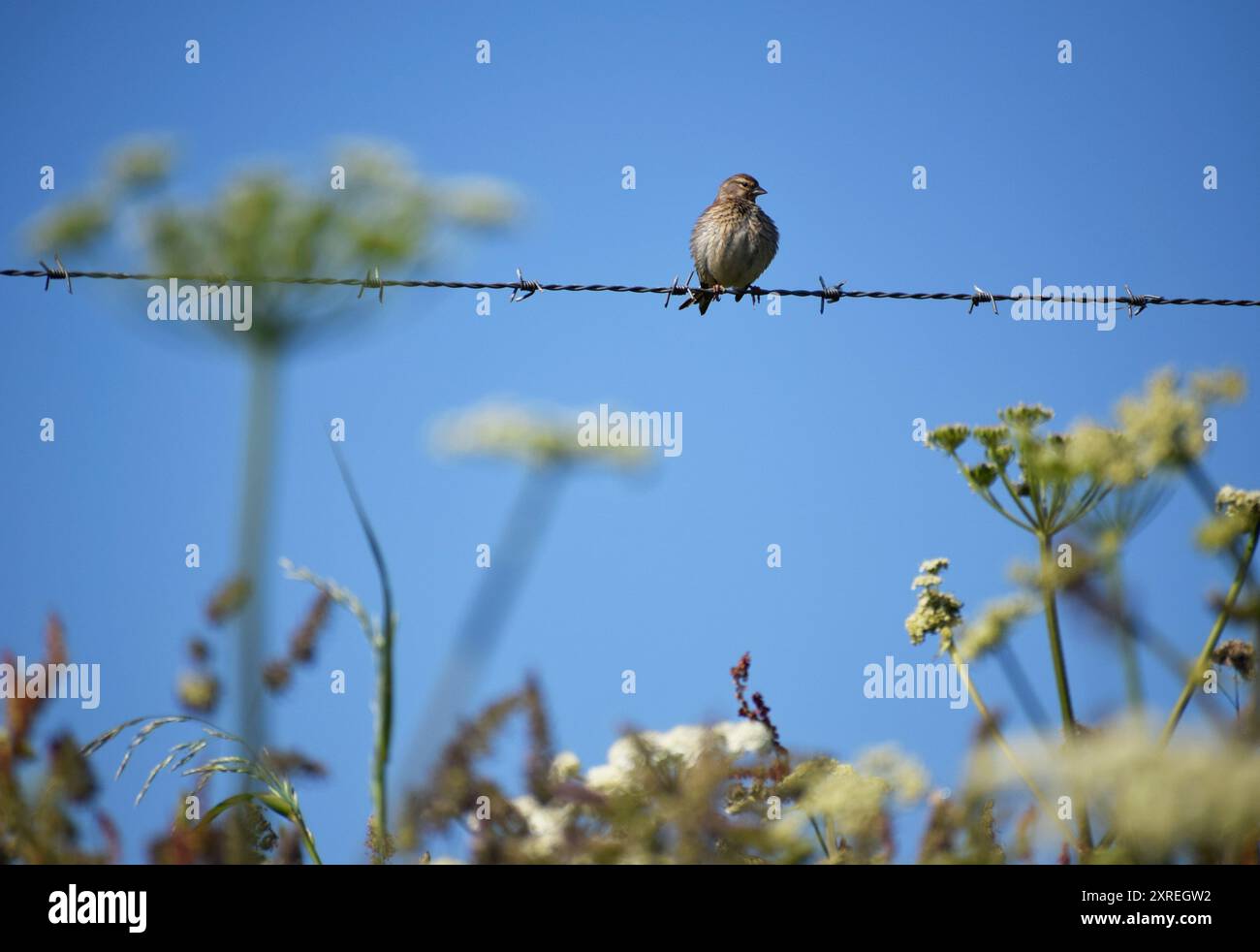 Black linnet hi-res stock photography and images - Alamy