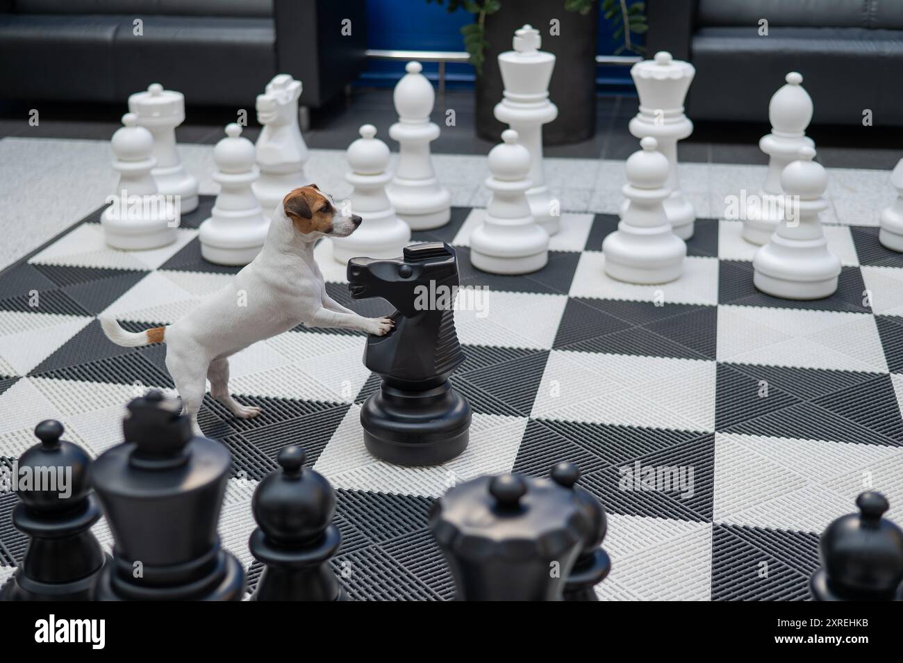 Labrador Chess Jack Russell Terrier dog on a chessboard Stock Photo - Alamy