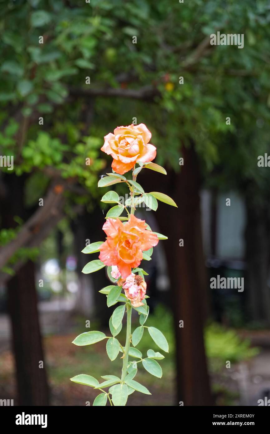 Orange Roses in Focșani, Romania Stock Photo - Alamy