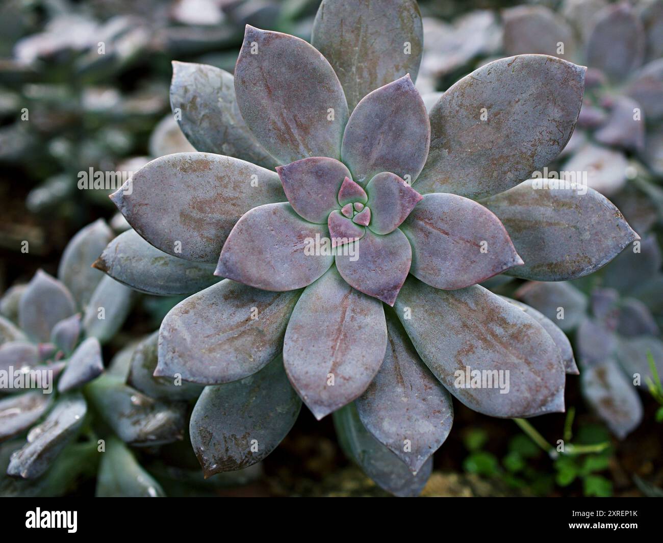 Closeup succulent plants Graptopetalum paraguayense Mother of pearl plant  or Purple Ghost plant, delight ,pentandrum superbum ,purple haze ,murasaki  Stock Photo - Alamy