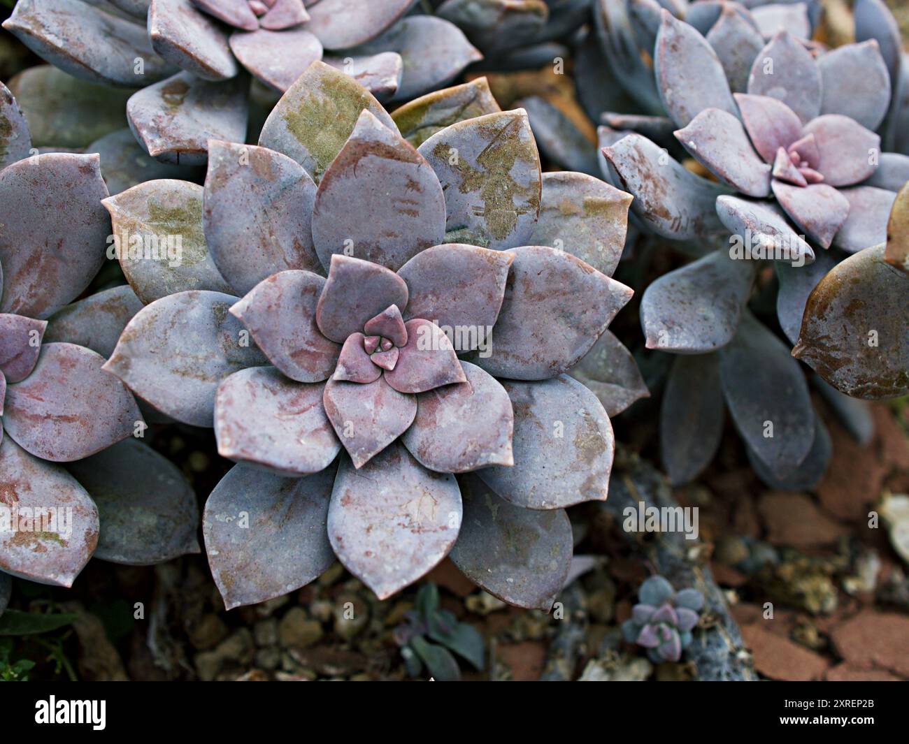Closeup succulent plants Graptopetalum paraguayense Mother of pearl plant  or Purple Ghost plant, delight ,pentandrum superbum ,purple haze ,murasaki  Stock Photo - Alamy