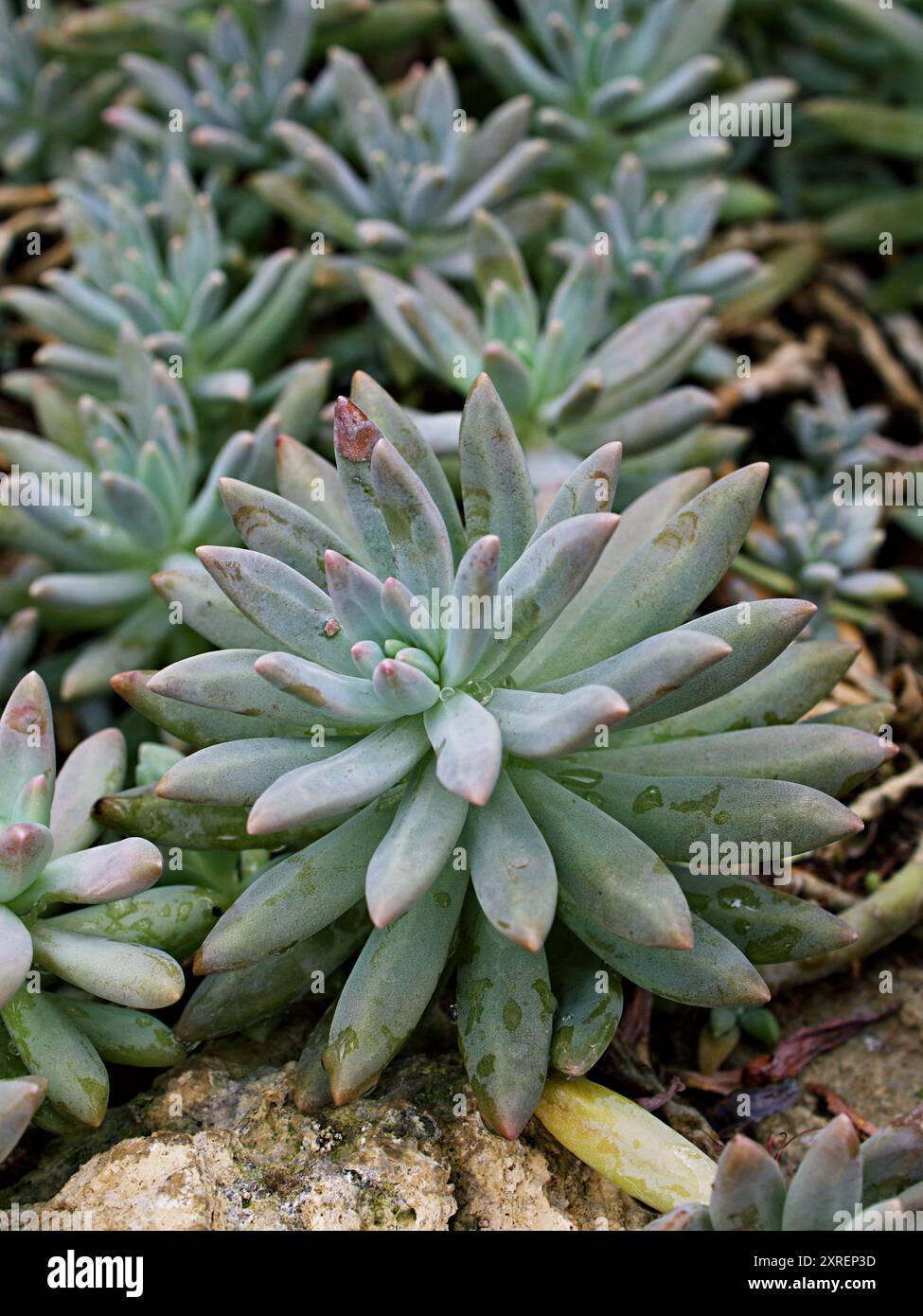 Closeup succulent plant Pachyphytum hookeri Variegata ,Salm Dyck features  silvery blue-green ,Pachyphytum hookeri variegated ,pointed succulent  leaves Stock Photo - Alamy