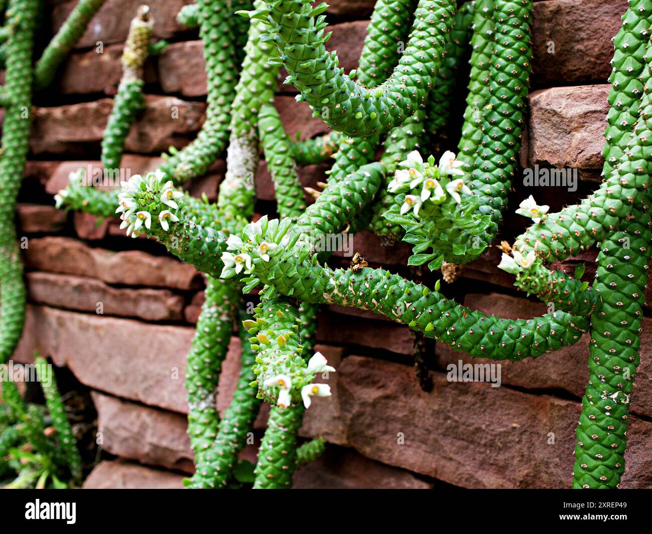 Rat's Tail Cactus, Rattail Cactus (Aporocactus flagelliformis), blooming  Stock Photo - Alamy