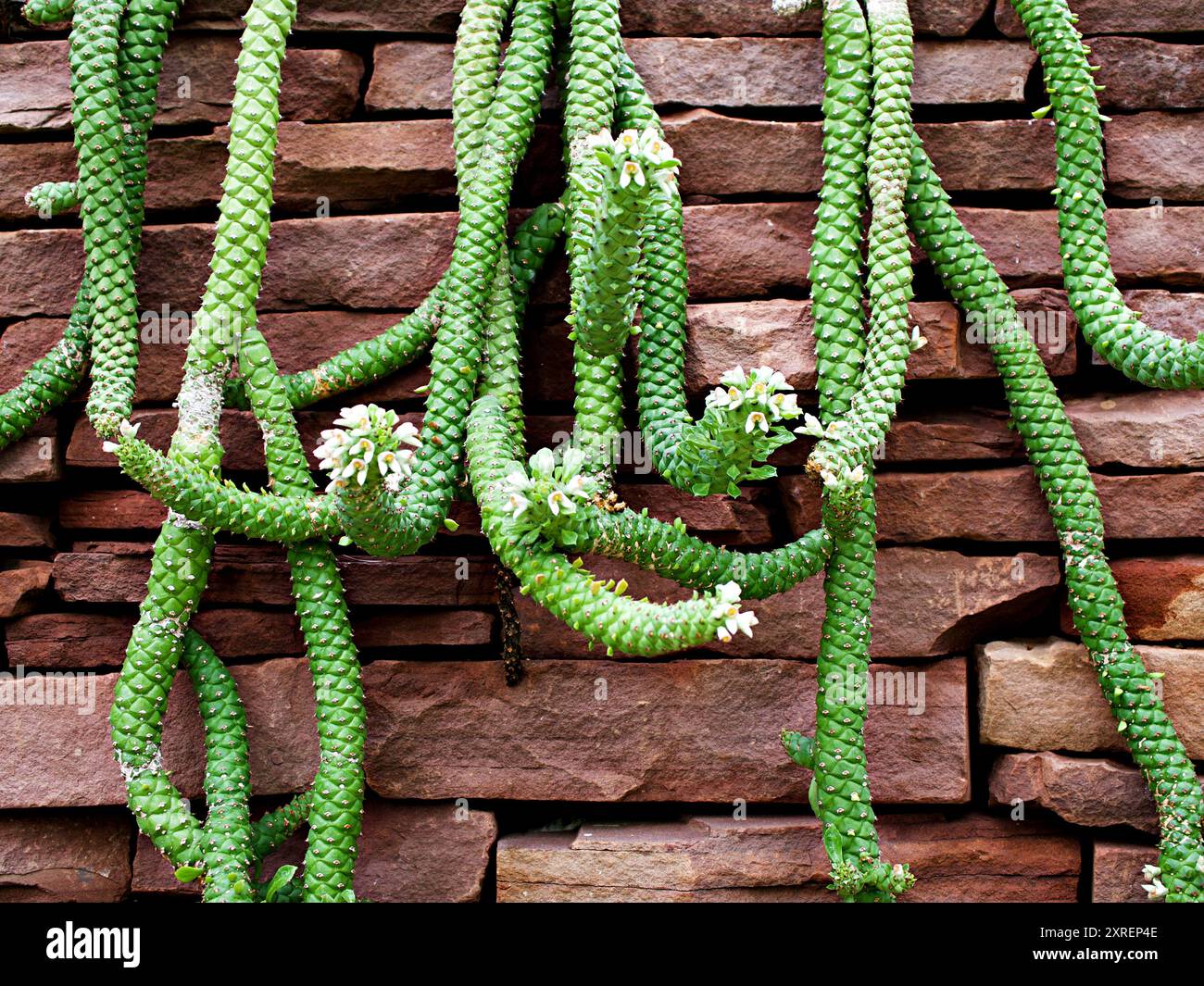 Rattail cactus hi-res stock photography and images - Alamy