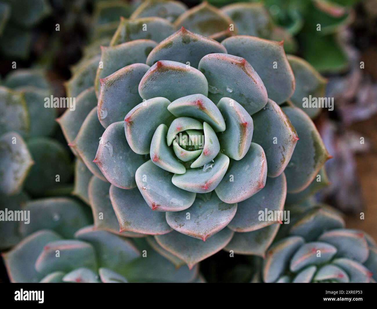 aquarium plant fertilizer Dennerle Plant Care K main image 0