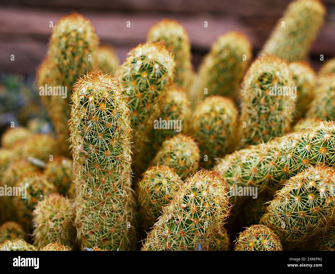 Macro cactus Mammillaria elongata rubra copper King ,Gold lace Cactus  golden stars ,lady fingers desert plants with soft selective focus  background ,a Stock Photo - Alamy