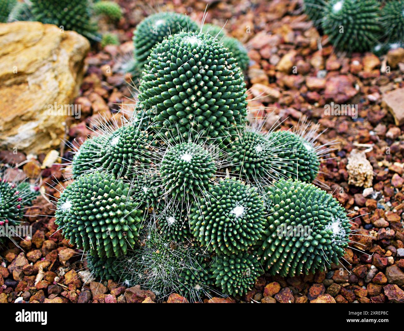 Mammillaria carnea hi-res stock photography and images - Alamy