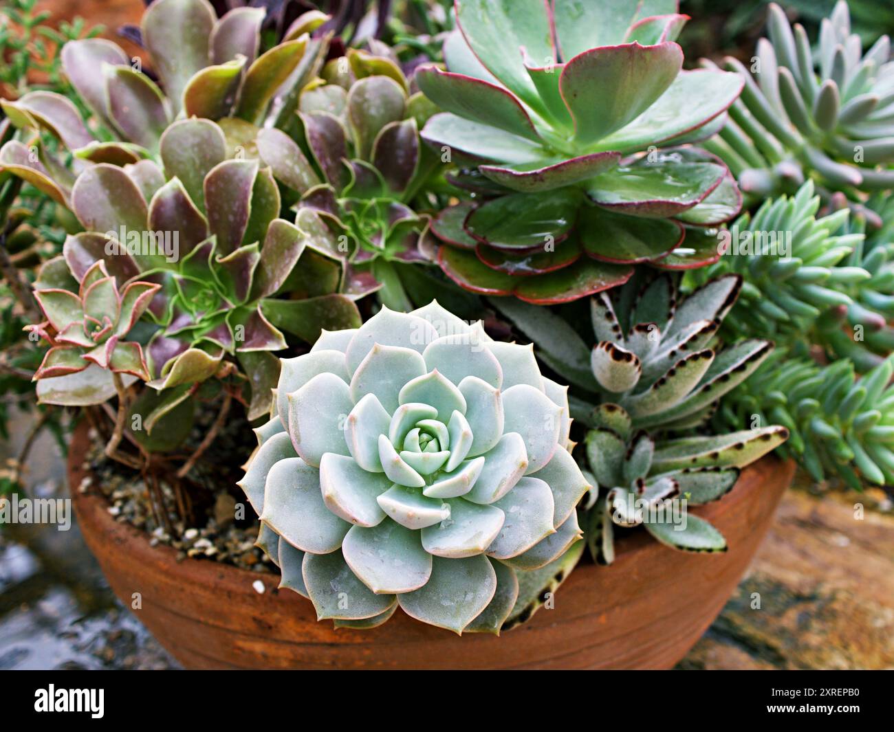 zenzi zz plant ZZ Zenzi - House Plants - Plant Shop