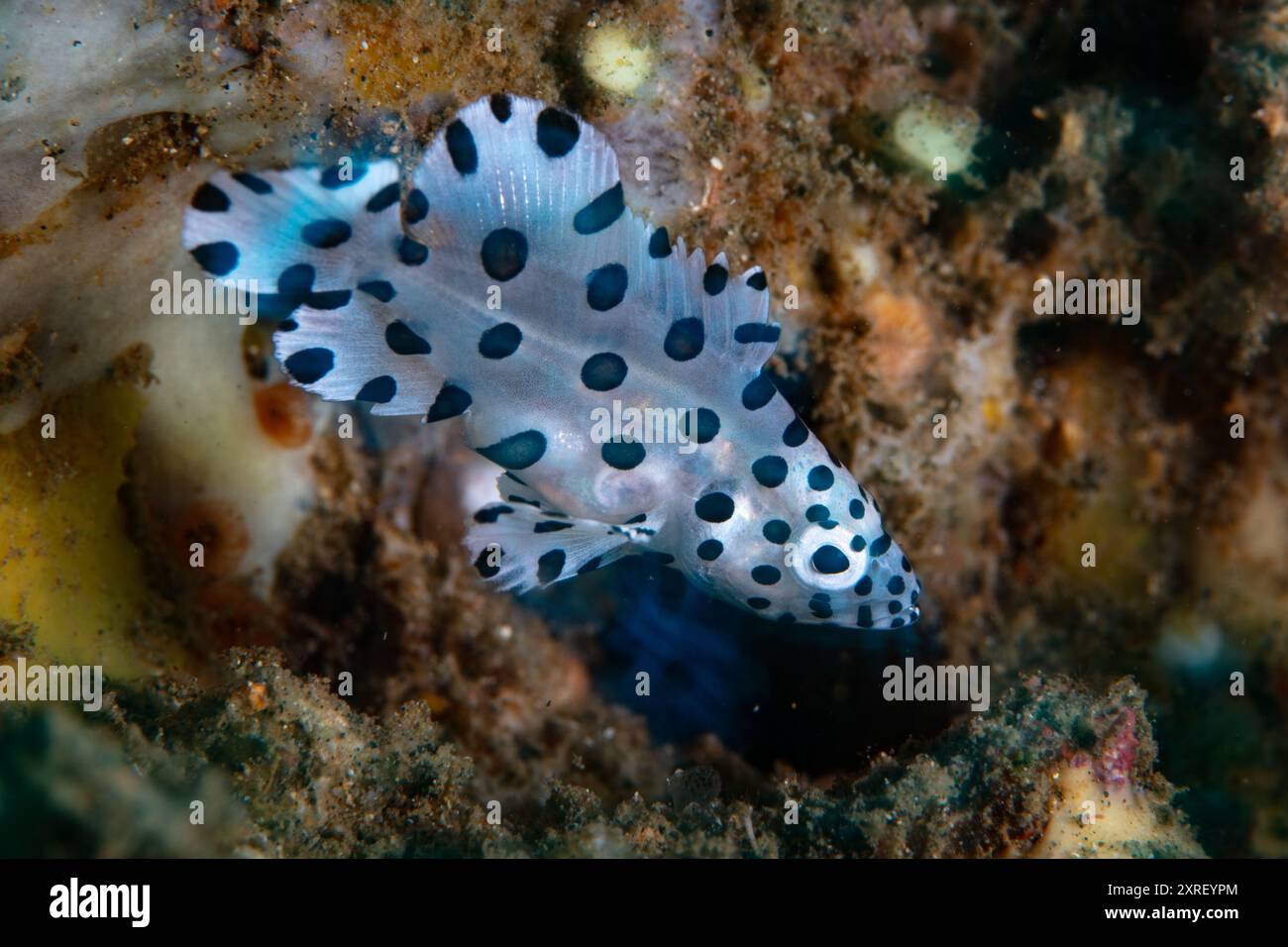 A juvenile Humpback grouper, Cromileptes altivelis, swims in Lembeh Strait, Indonesia. This beautiful fish has a unique black and white pattern. Stock Photo