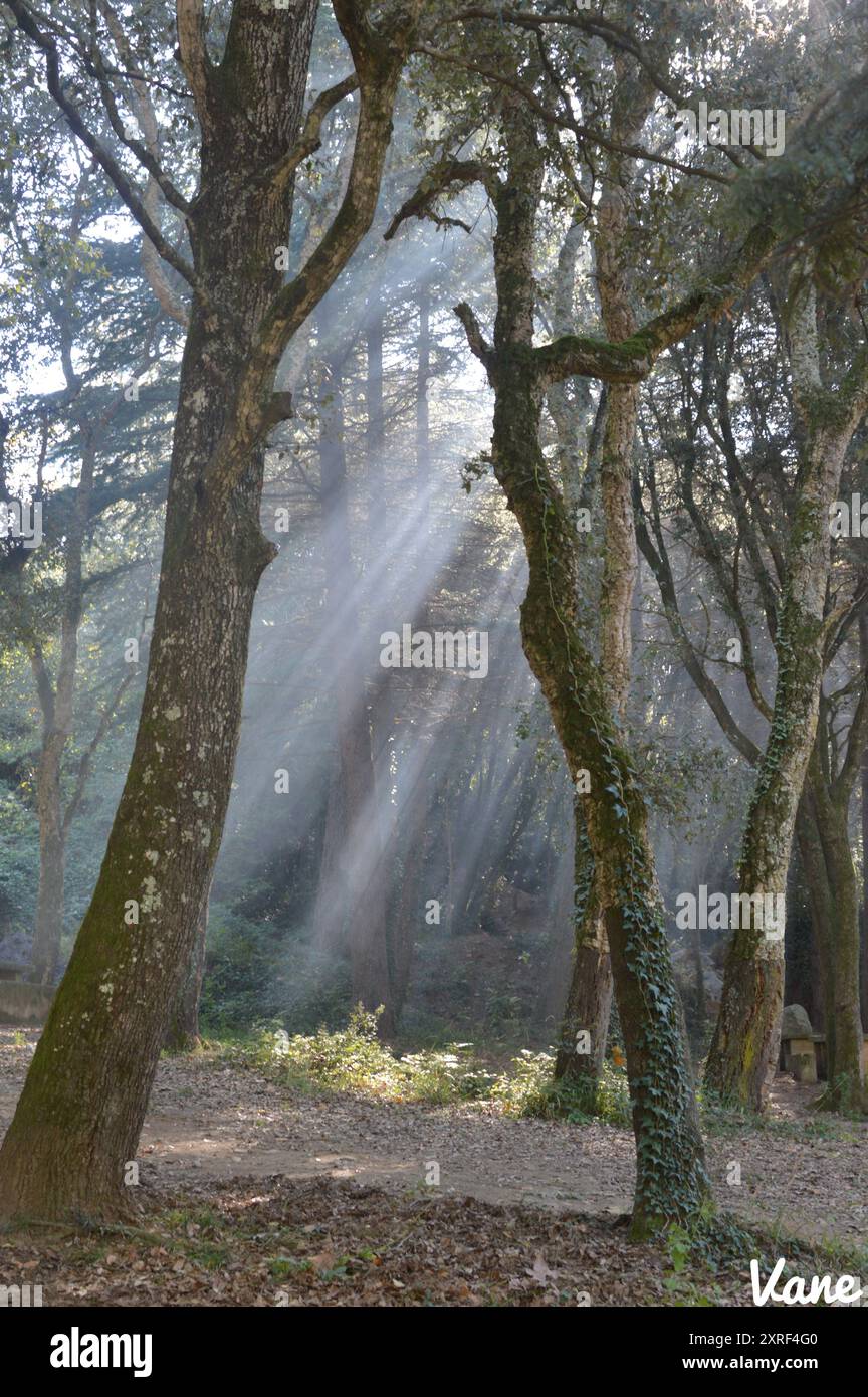 árboles de colores hi-res stock photography and images - Alamy