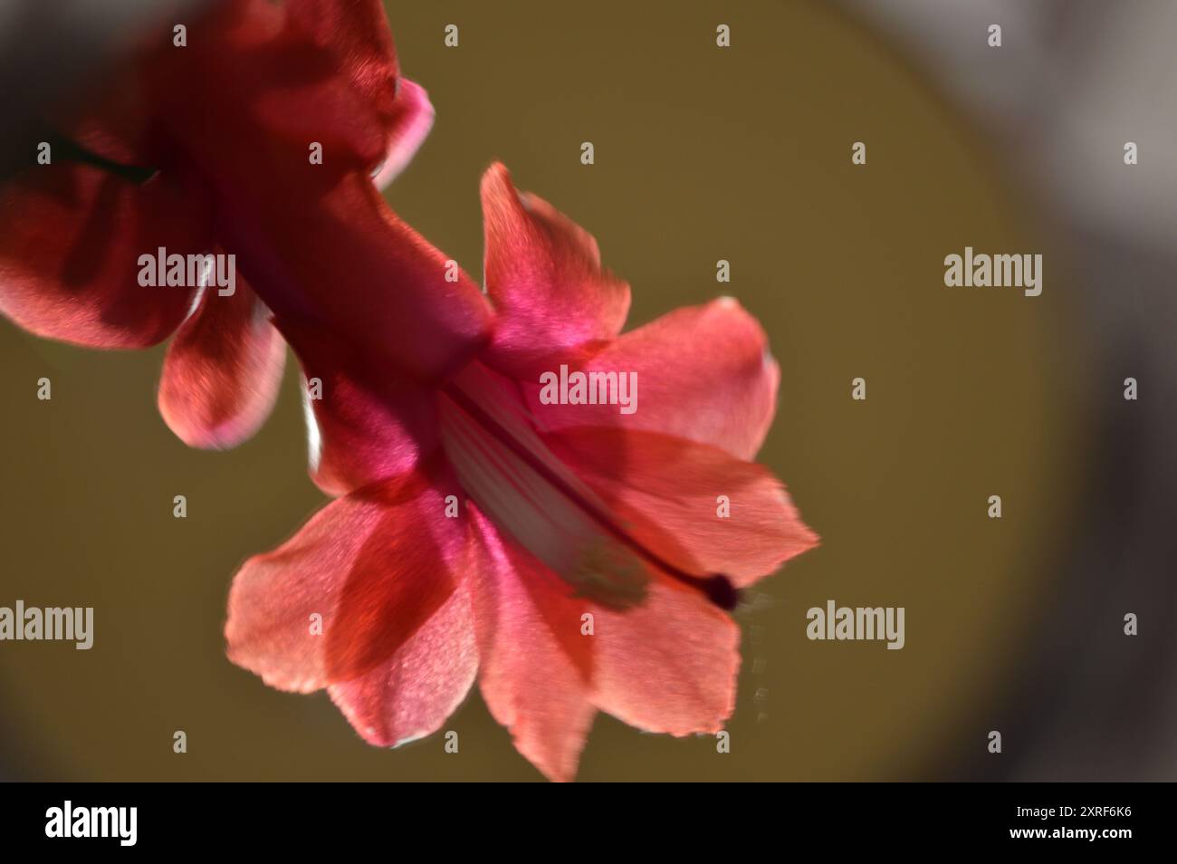 Fotografía macro de distintas flores Stock Photo