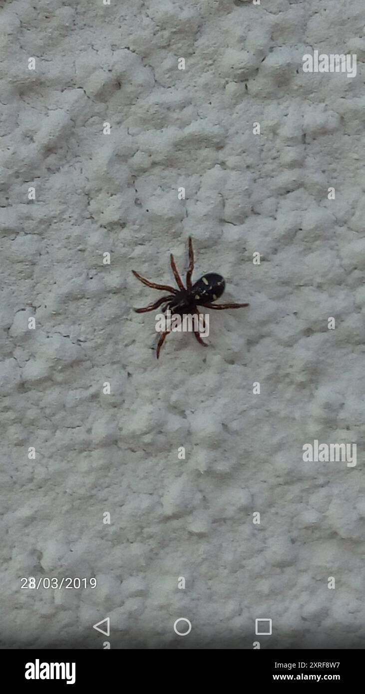 Asagena spider hi-res stock photography and images - Alamy