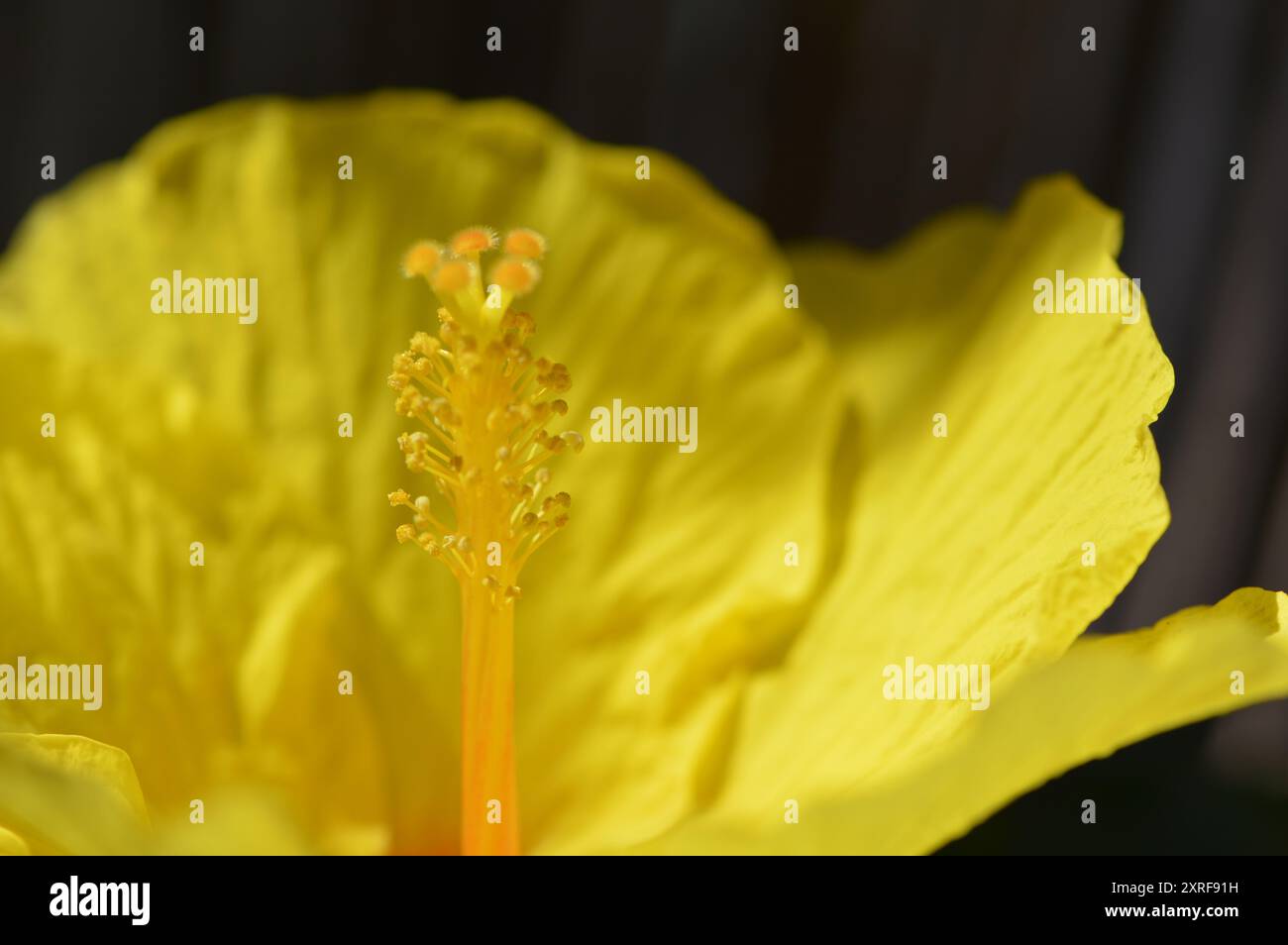 Fotografía macro de distintas flores Stock Photo