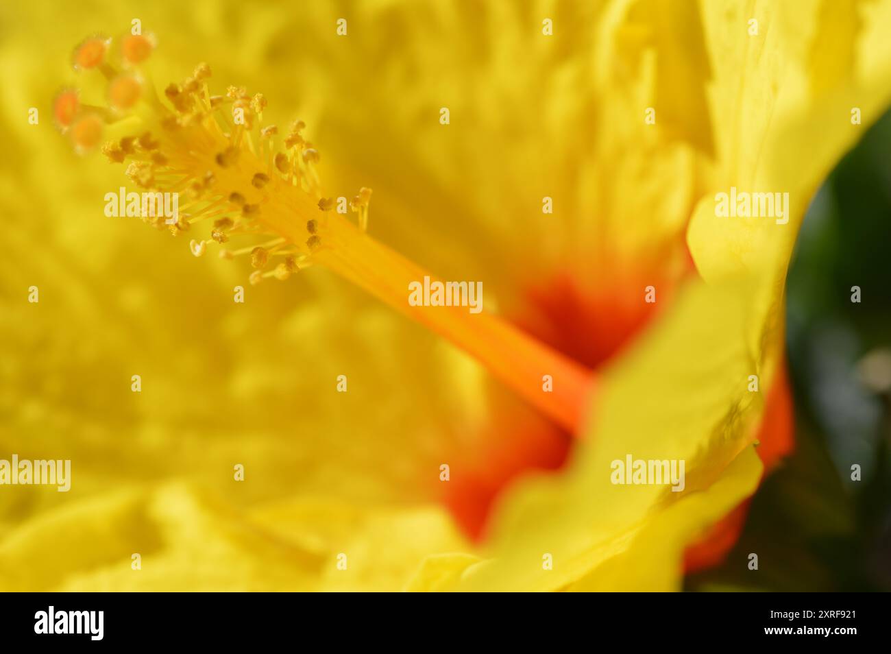 Fotografía macro de distintas flores Stock Photo