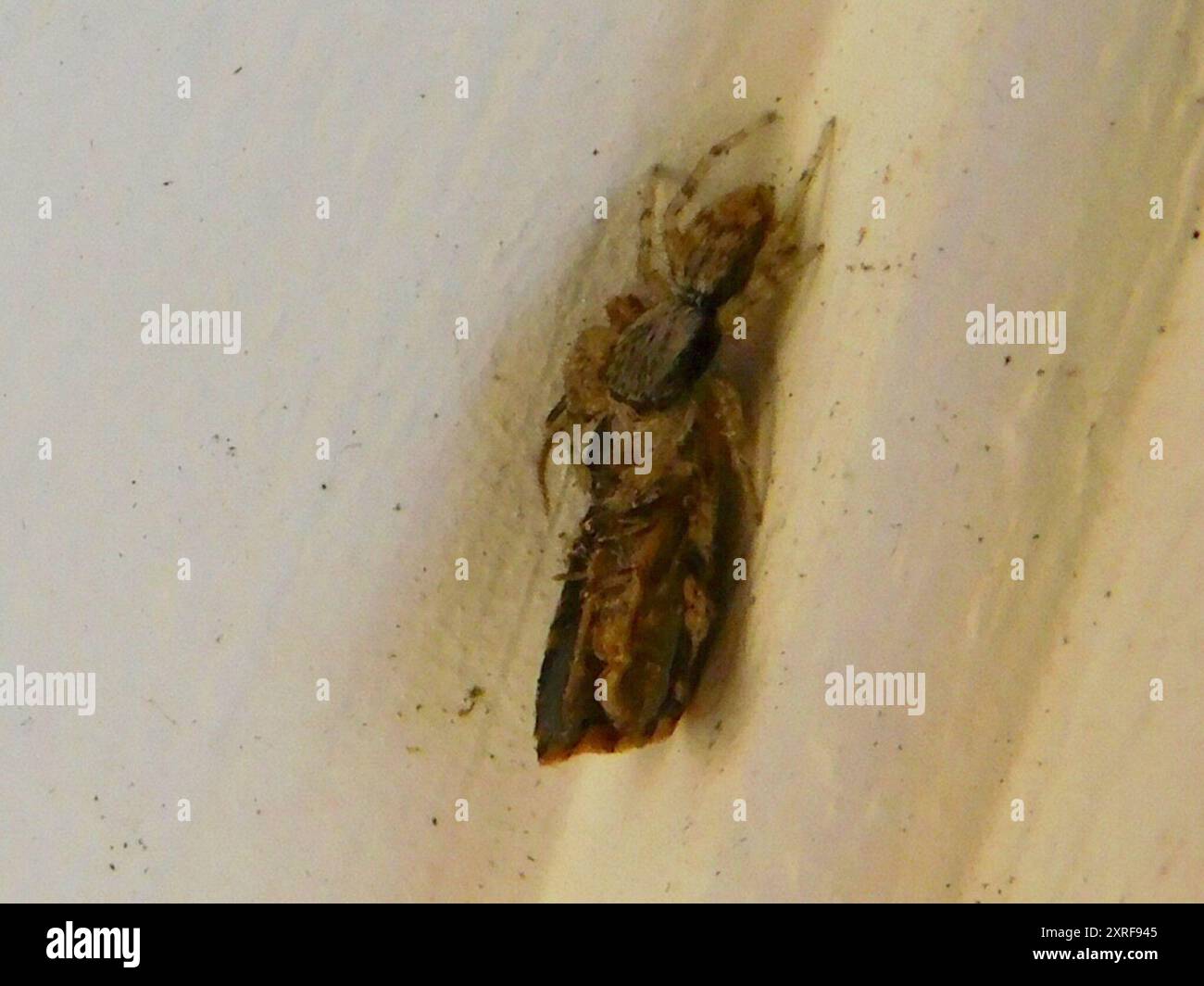 Gray Wall Jumping Spider (Menemerus bivittatus) Arachnida Stock Photo ...