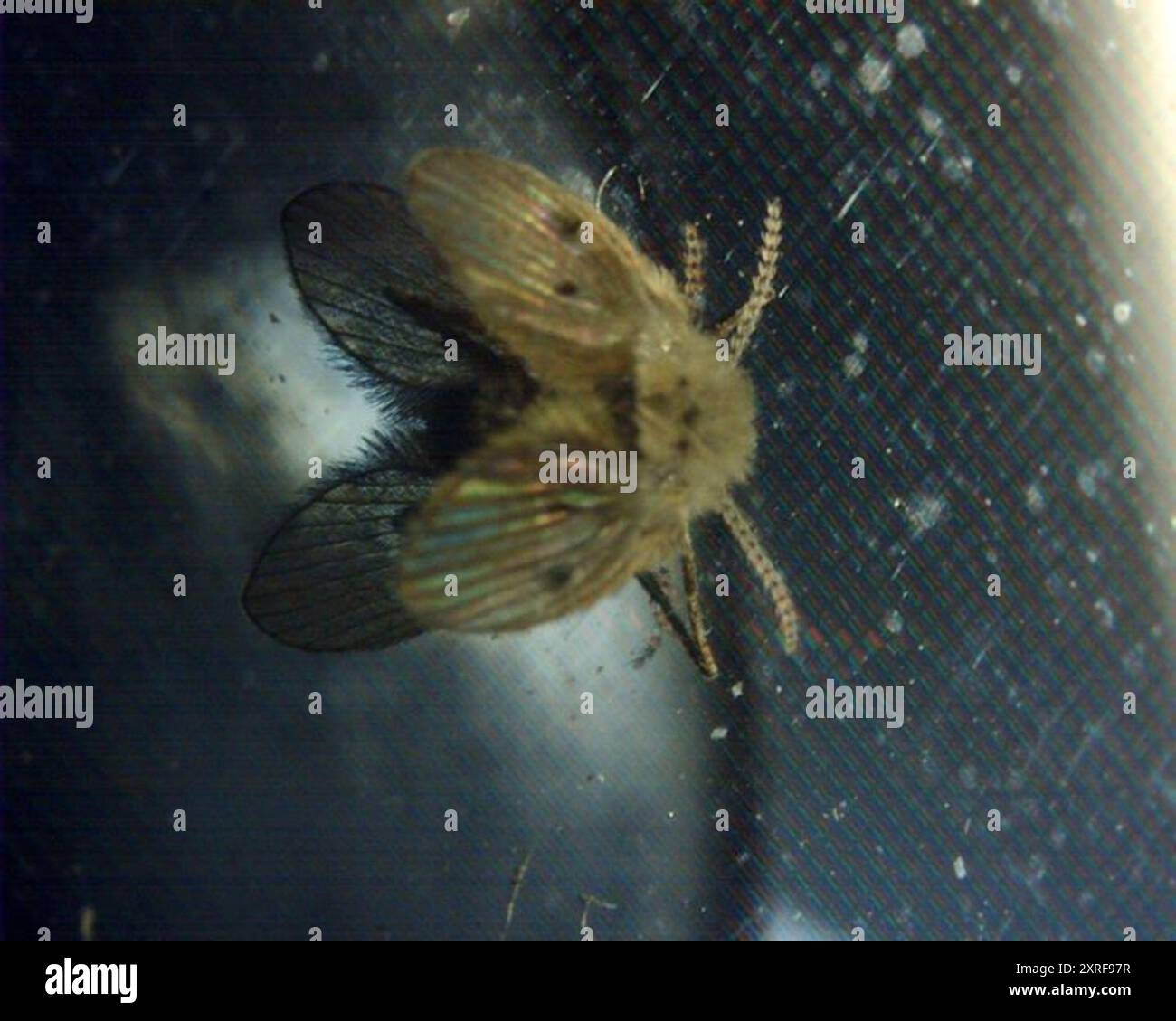 Bathroom Moth Fly (Clogmia albipunctata) Insecta Stock Photo - Alamy