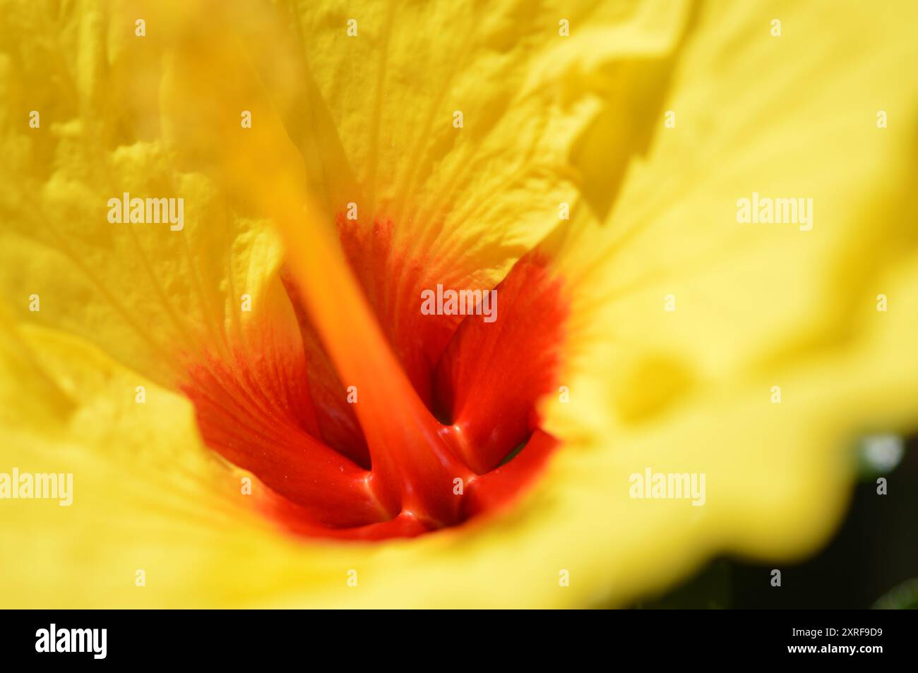 Fotografía macro de distintas flores Stock Photo