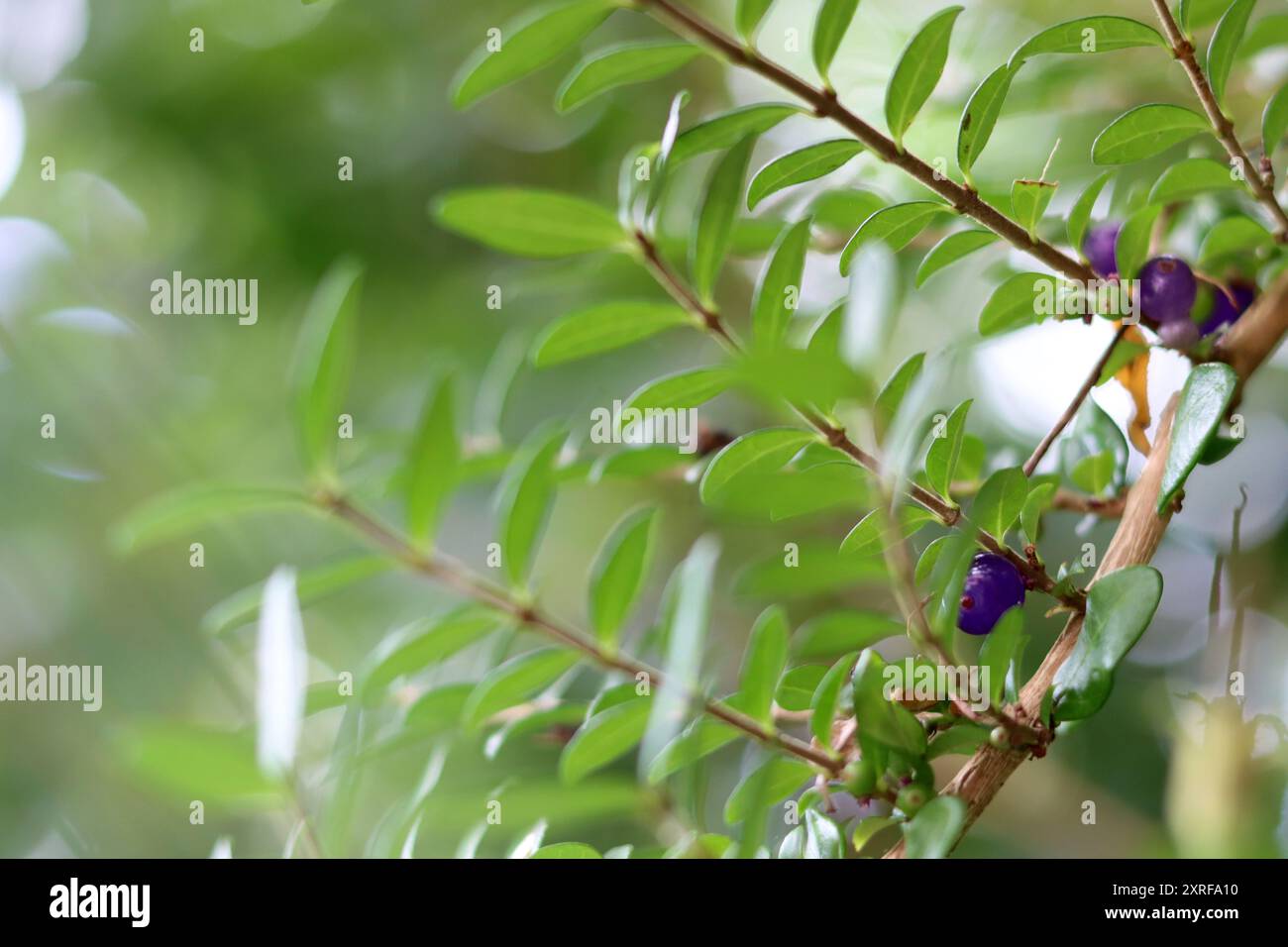 Lonicera ligustrina hi-res stock photography and images - Alamy