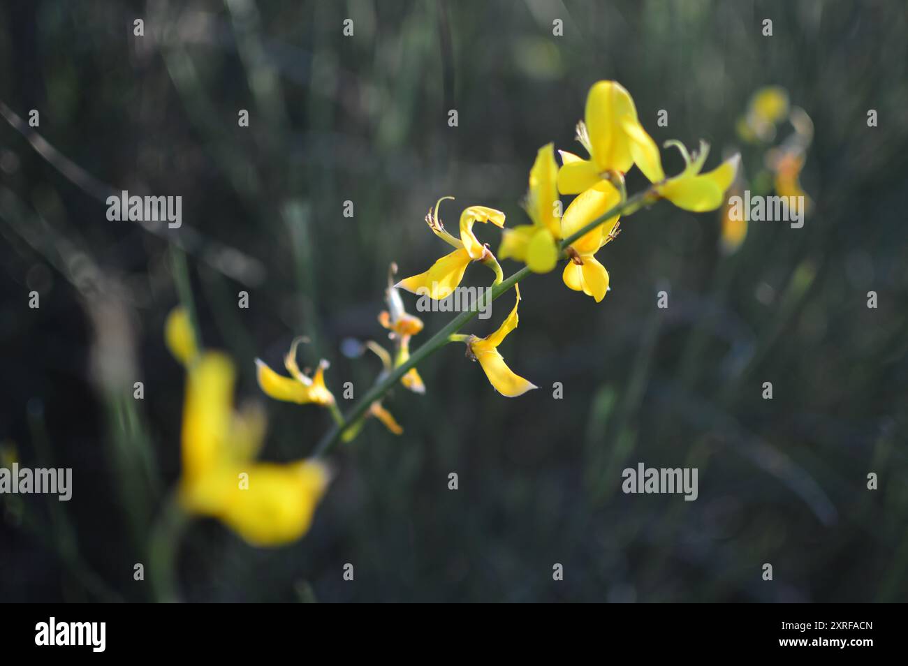 Fotografía macro de distintas flores Stock Photo