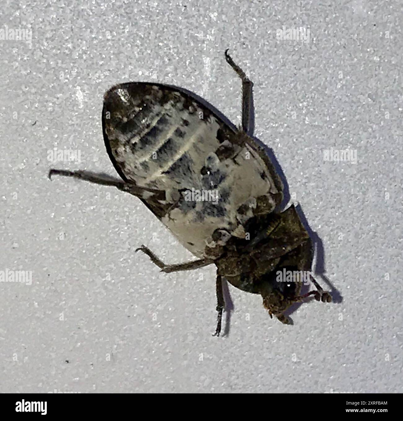 Carrion Inset Common Carrion Beetle (Dermestes marmoratus) Insecta Stock Photo - Alamy