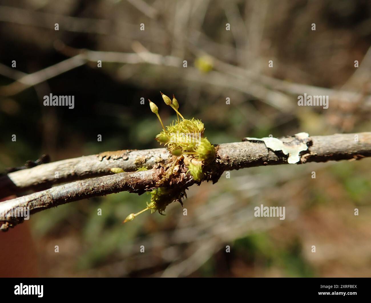 (Orthotrichum consimile) Plantae Stock Photo